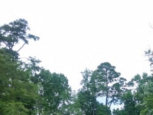 Wildwood Apartments Thomasville GA Trails